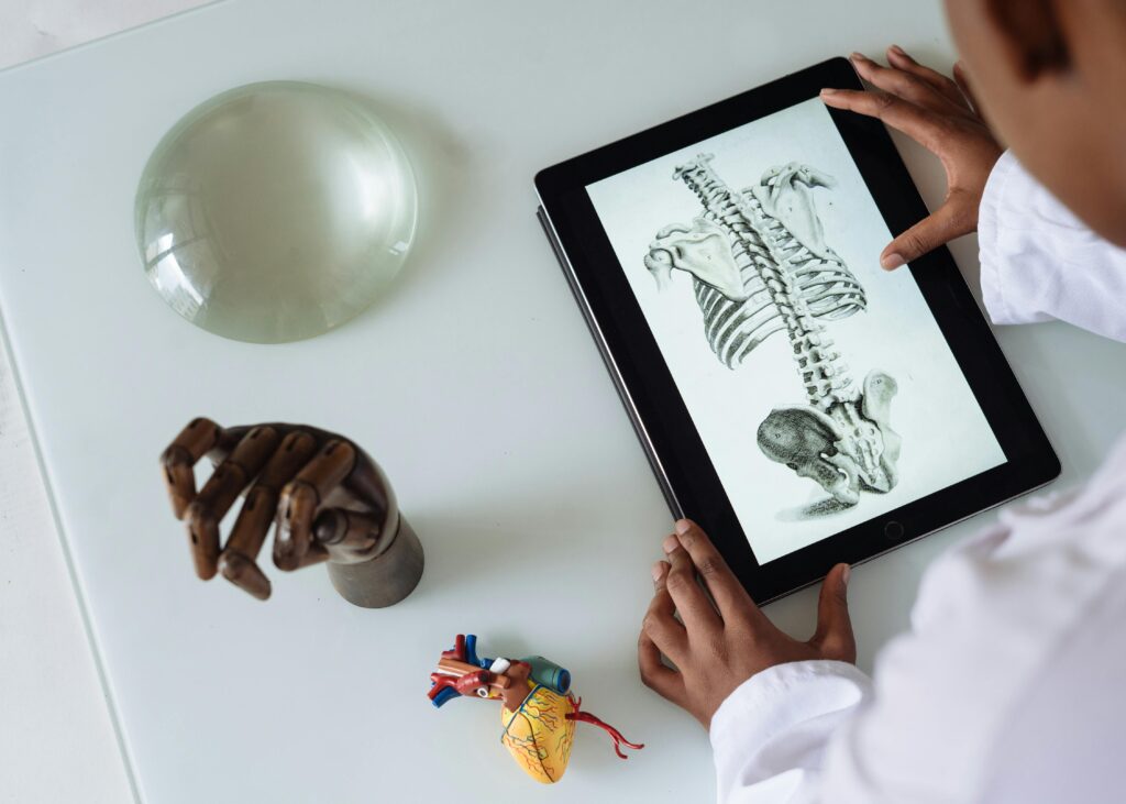 medical professional looking at a digital skeleton 